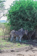 zebras grazing in the african savanna