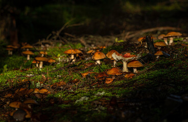 Sunny view for forest mountains mushroom in autumn color day