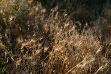 Obraz premium landscape, wildflowers in autumn, dried flowers