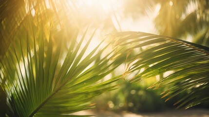 Obraz premium Golden Hour Palm Fronds: Sunlit palm leaves bathed in the warm glow of golden hour, creating a serene and tropical ambiance. 