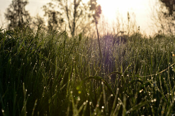 sunrise in the meadow