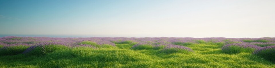 Obraz premium Serene lavender field under a clear blue sky