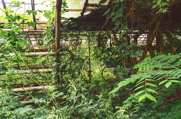 Inside an abandoned greenhouse overgrown with wild grapevines, nature reclaiming space