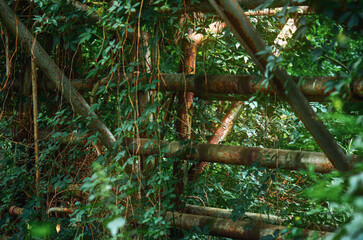 Inside an abandoned greenhouse overgrown with wild grapevines, nature reclaiming space