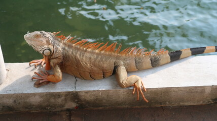 REPTIL 