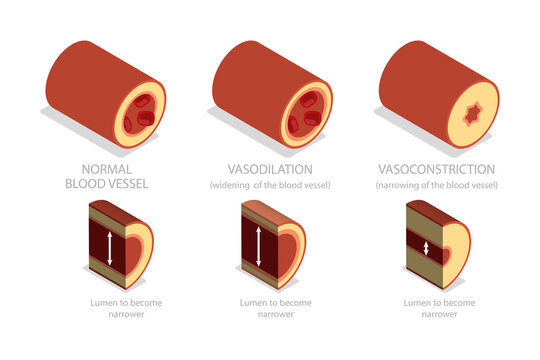 3D Isometric Flat  Illustration of Vasoconstriction And Vasodilation, Artery Constriction and Dilation on Blood Flow.