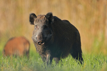 Dzik euroazjatycki, dzik, (Sus scrofa) © Bartosz Rakoczy