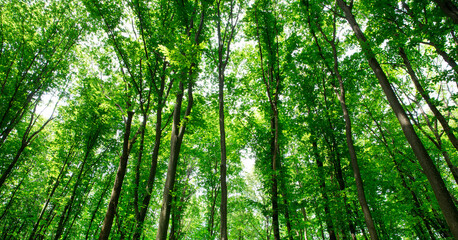 Fototapeta premium forest trees. nature green wood sunlight backgrounds