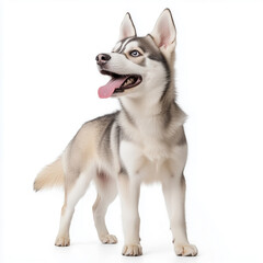 Fototapeta premium A playful Siberian Husky with a wagging tail in a bright setting