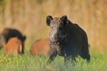 Dzik euroazjatycki, dzik, (Sus scrofa) © Bartosz Rakoczy