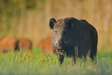 Dzik euroazjatycki, dzik, (Sus scrofa) © Bartosz Rakoczy