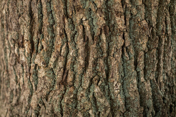 Obraz premium Old Wood Tree Texture Pattern Background 