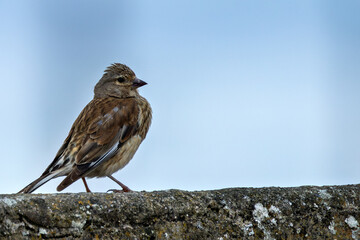 Female Linnet (Linaria cannabina) – Commonly found in grasslands, spotted at Turvey Nature Reserve, Dublin