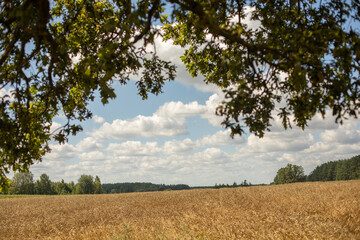 Obraz premium Rural landscape with house roofs, wheat field and clouds in the blue sky 