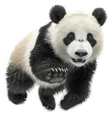 Obraz premium PNG Panda bear running wildlife animal photography.