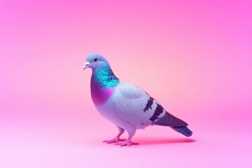 Obraz premium Vibrant pigeon with striking blue and purple feathers against a bright pink background