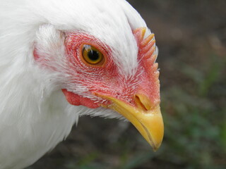 Close up of a chicken