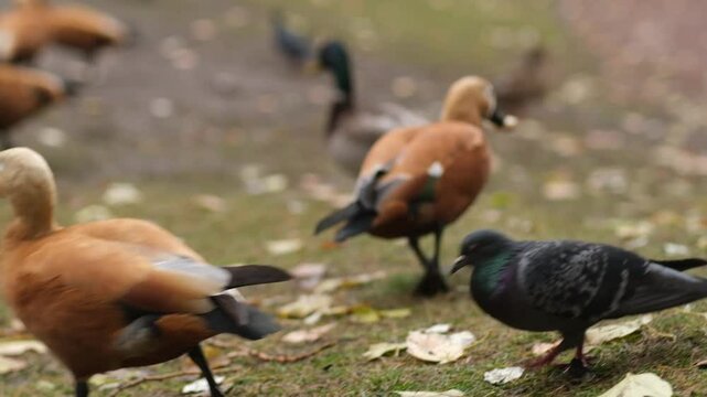 Ogar, the red duck, enjoying a meal and a leisurely walk in a scenic park, perfect for wildlife and nature-themed footage