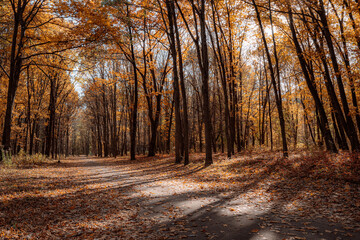 Obraz premium Winding forest road surrounded by warm fall colors and scattered leaves, inviting viewers to explore nature's beauty in autumn.
