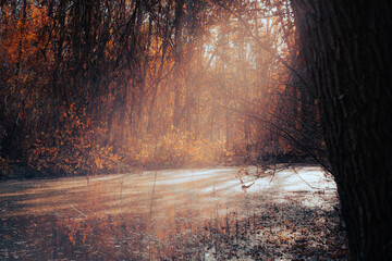 Still water in an autumn forest with sun rays illuminating the surface, surrounded by quiet fall...