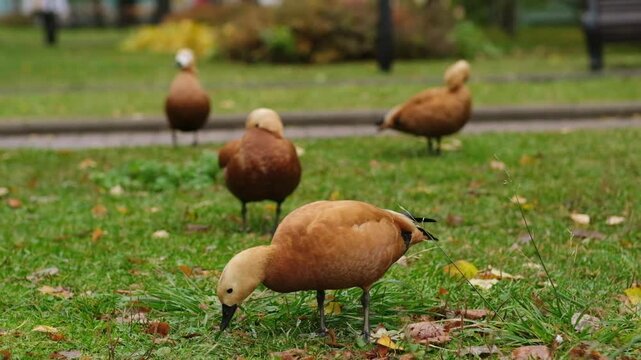 A playful red duck, Ogar, moving around and feeding in a tranquil park environment, surrounded by greenery and natural beauty