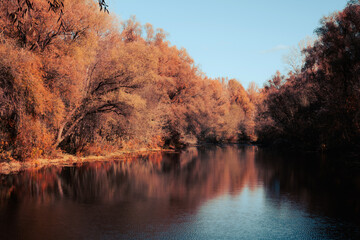 Fototapeta premium Serene autumn day with calm waters and colorful foliage reflected in a river, showcasing the beauty of the fall season.