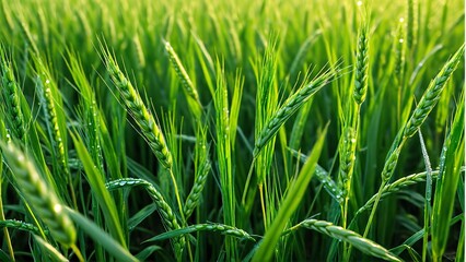 Fototapeta premium Lush green wheat field with morning dew and sunlight