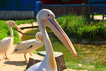 white pelican (Pelecanus onocrotalus). Bird in family Pelecanidae