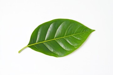 Obraz premium Close-up of a vibrant green leaf against a white background