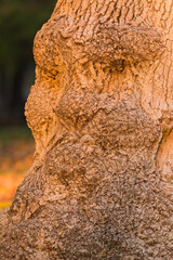Obraz premium Sunset Scenery of a Tree Trunk with Incredible Texture and Shape Resembling an Old Man with Beard