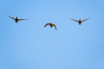 Two Male Mallard Ducks are Escorting a Female in a Graceful Late Autumn Flight