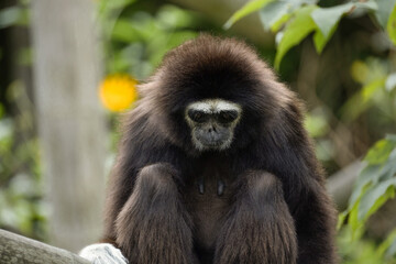 Obraz premium lar gibbon white-handed gibbon, an endangered primate in the gibbon family