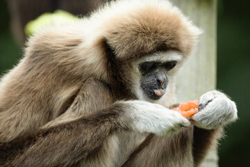 lar gibbon white-handed gibbon, an endangered primate in the gibbon family