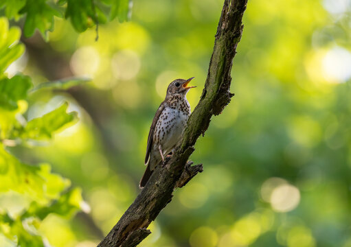 Tree pipit