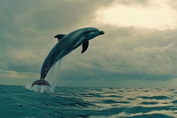 Fototapeta premium Dolphin Jumping Out of Water