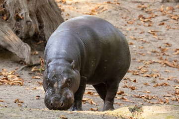 Pygmy hippopotamus Choeropsis liberiensis