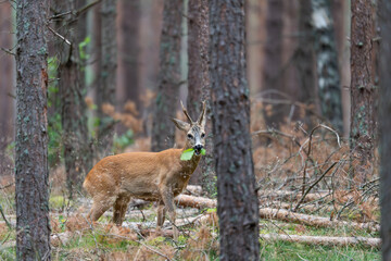 Roe deer