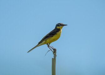 Western Yellow Wagtail