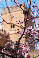 Obraz premium Pink Cherry Blossoms in Front of the Alhambra in Granada, Spain