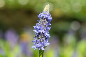 Obraz premium Close up of a pickerel weed (pontederia cordata) flower in bloom