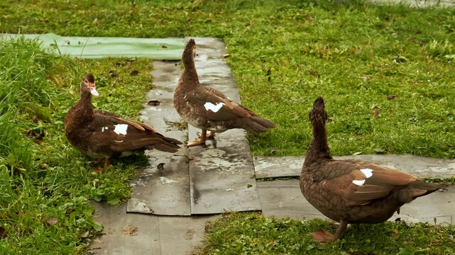 Ducks in the yard.
Domestic ducks on the farm.
Farm with ducks.
Bird breeding.
Raising ducks on a farm.
Yard with birds.