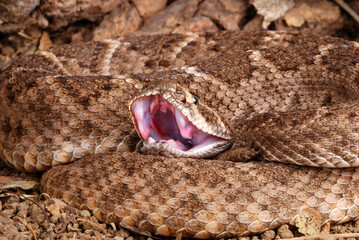 Western Diamondback Rattlesnake (Crotalus atrox)