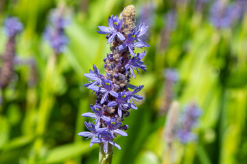 Close up of a pickerel weed (pontederia cordata) flower in bloom