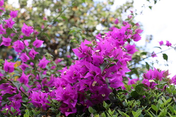 Summer flowers in the city park