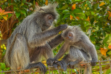 Obraz premium Closeup portrait of Tufted gray langur Semnopithecus priam