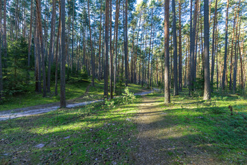 Fototapeta premium A forest with a dirt road in the middle