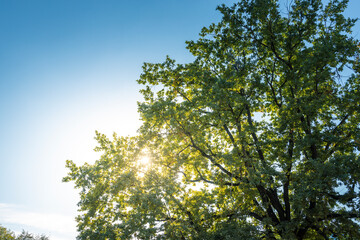 Fototapeta premium A tree with leaves is in the sun