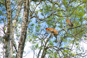 Proboscis Monkey Nasalis larvatus in mangrove rain forest
