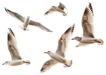 PNG Flock birds background seagulls.