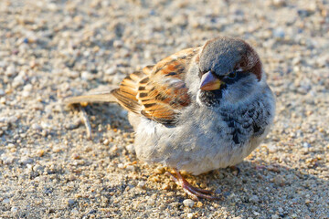sparrow on the beach